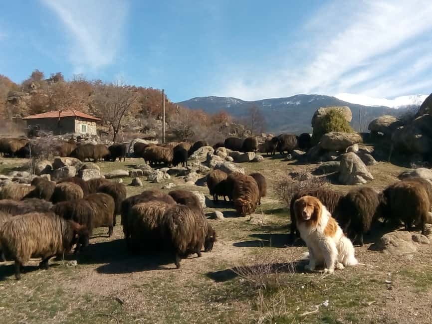 image n.2 of Bansko: Rare Bulgarian Pets Experience activity in Bansko, uploaded by supplier