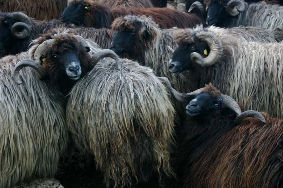 image n.4 of Bansko: Rare Bulgarian Pets Experience activity in Bansko, uploaded by supplier