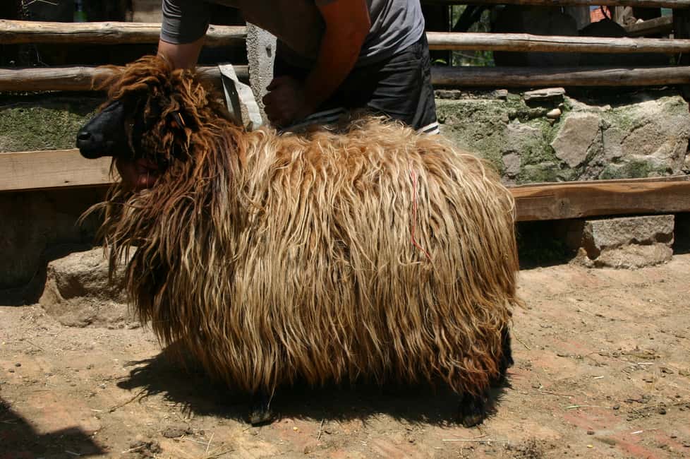 image n.5 of Bansko: Rare Bulgarian Pets Experience activity in Bansko, uploaded by supplier