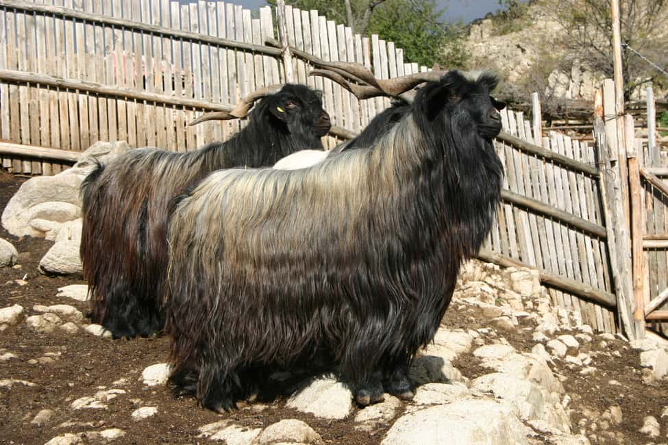 image n.7 of Bansko: Rare Bulgarian Pets Experience activity in Bansko, uploaded by supplier