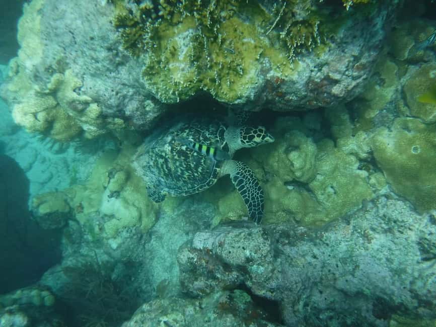 image n.9 of Key West: Reef Snorkel Morning Tour with Breakfast & Mimosas activity in Key West, uploaded by supplier