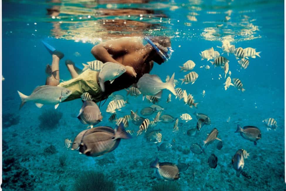 Immagine nº 5 di Da Muscat: Tour di snorkeling delle isole Dimaniyat attività a Mascate, caricata dal fornitore