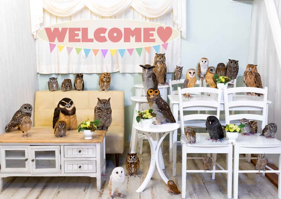 image n.3 of Owl Cafe Tokyo Akiba Fukurou activity in Tokyo, uploaded by supplier