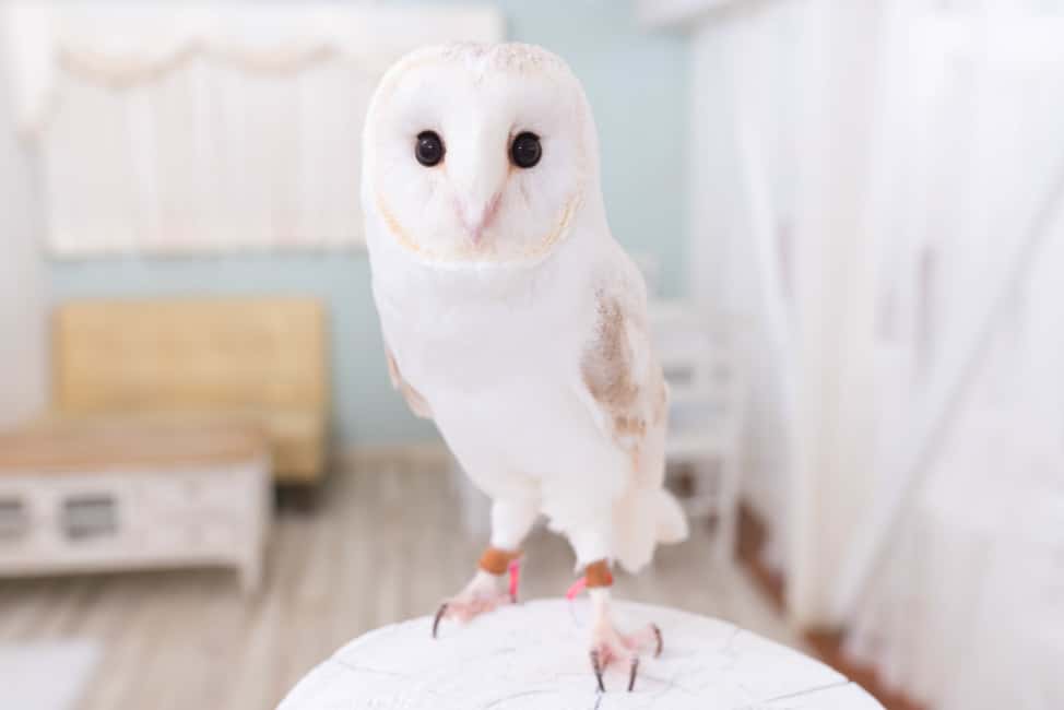 image n.4 of Owl Cafe Tokyo Akiba Fukurou activity in Tokyo, uploaded by supplier