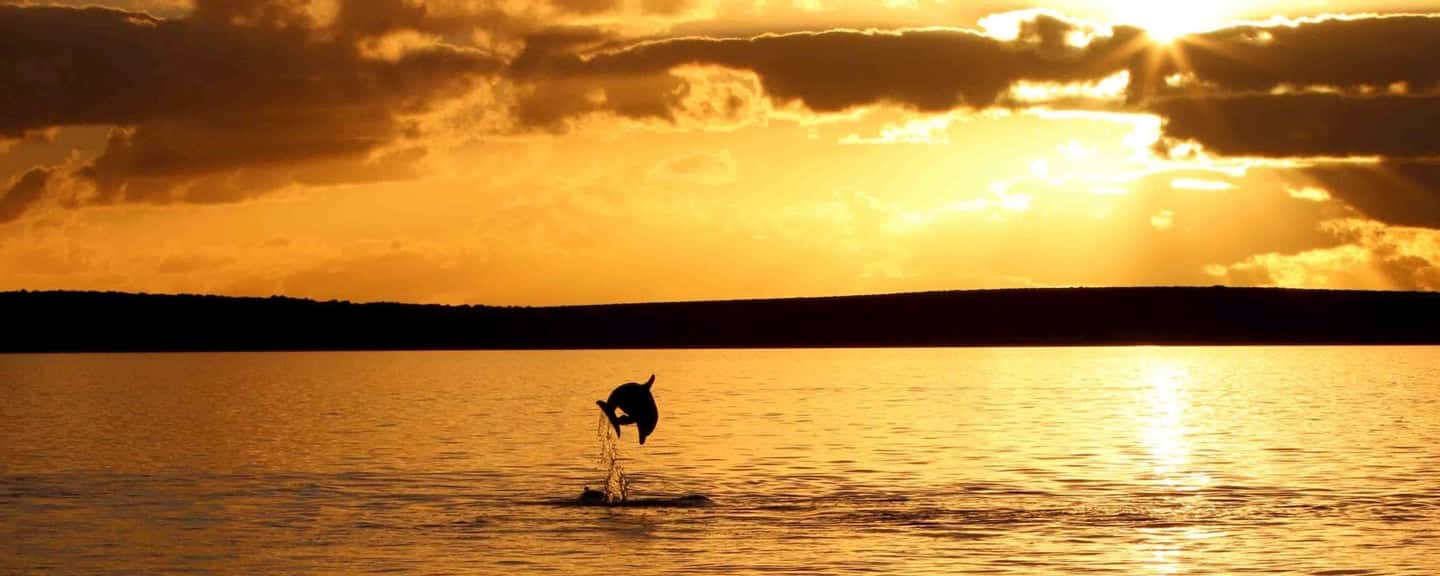 image n.1 of Poreč: Sunset Dolphin Safari Cruise with Drinks activity in Porec, uploaded by supplier