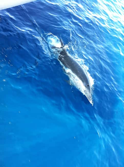 image n.5 of Poreč: Sunset Dolphin Safari Cruise with Drinks activity in Porec, uploaded by supplier