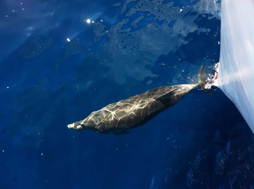 image n.6 of Poreč: Sunset Dolphin Safari Cruise with Drinks activity in Porec, uploaded by supplier