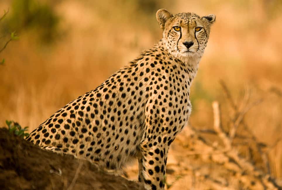 image n.3 of Hartbeespoort: Predator Safari with a Guide activity in Hartbeespoort, uploaded by supplier