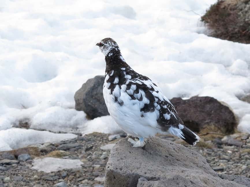 image n.4 of From Nagano: Tateyama-Kurobe Alpine Route activity in Tateyama, uploaded by supplier