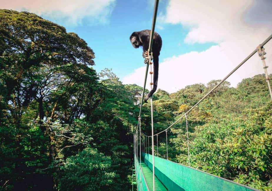 image n.9 of San Jose: Monteverde Sky Tram & Hanging Bridges Day Tour activity in Monteverde, uploaded by supplier