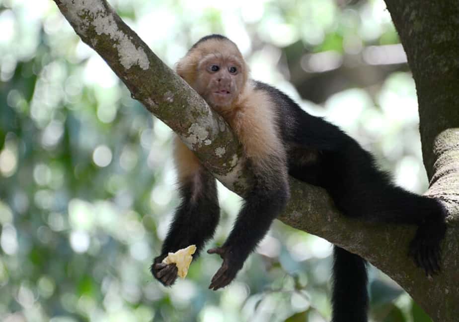 image n.3 of San Jose: Monteverde Sky Tram & Hanging Bridges Day Tour activity in Monteverde, uploaded by supplier