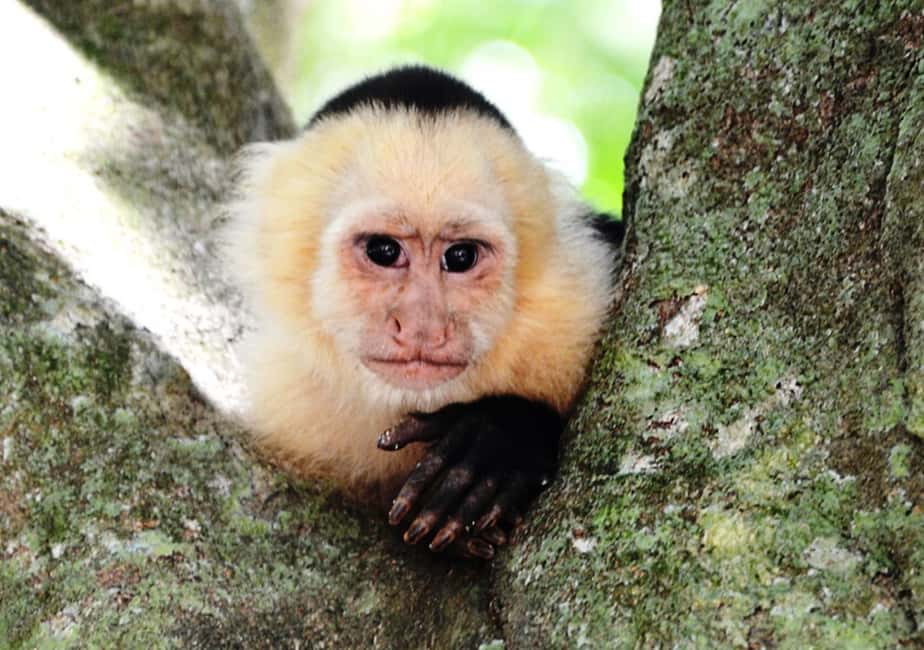 image n.6 of San Jose: Monteverde Sky Tram & Hanging Bridges Day Tour activity in Monteverde, uploaded by supplier