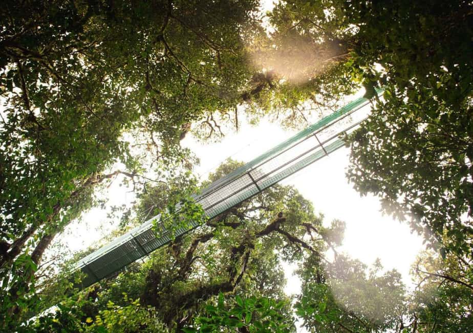 image n.10 of San Jose: Monteverde Sky Tram & Hanging Bridges Day Tour activity in Monteverde, uploaded by supplier