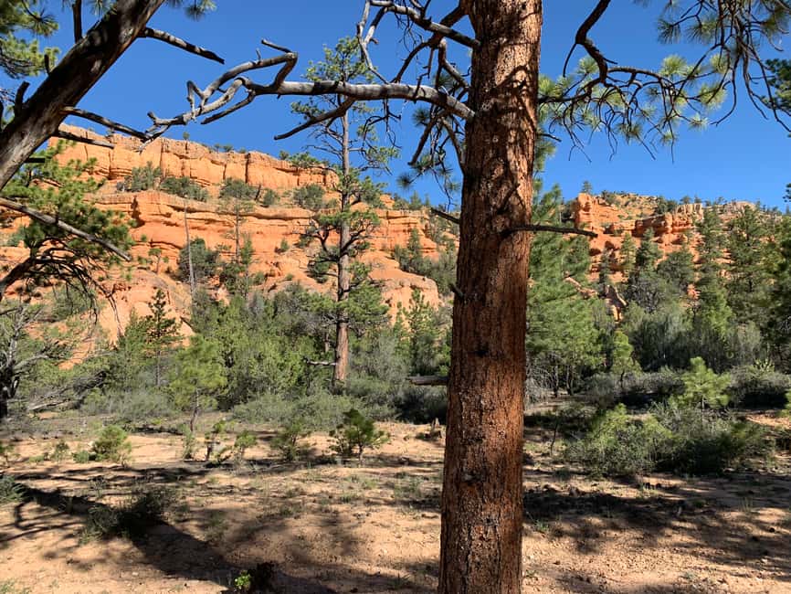 image n.7 of Bryce Canyon City: Horseback Riding Tour in Red Canyon activity in Utah, uploaded by supplier