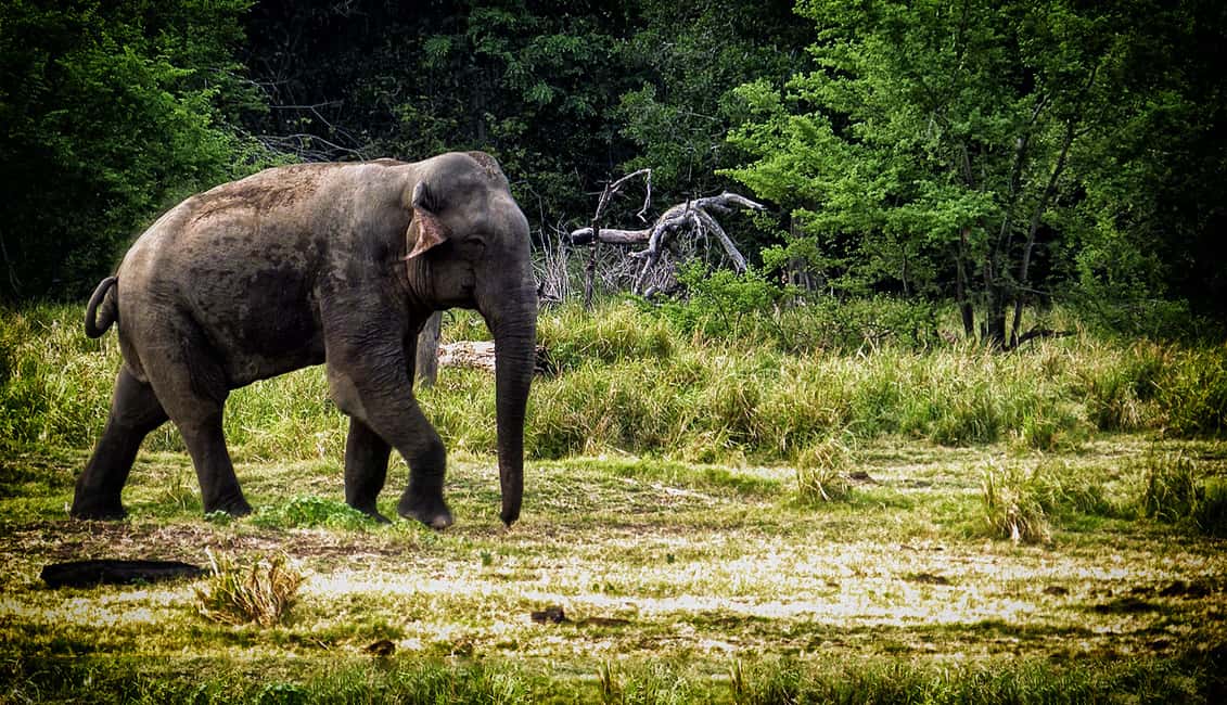 image n.1 of From Ella: All Inclusive Udawalawe National Park Safari activity in Eastern Province, Sri Lanka, uploaded by supplier
