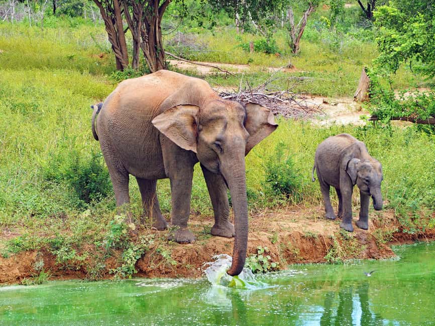 image n.4 of From Ella: All Inclusive Udawalawe National Park Safari activity in Eastern Province, Sri Lanka, uploaded by supplier