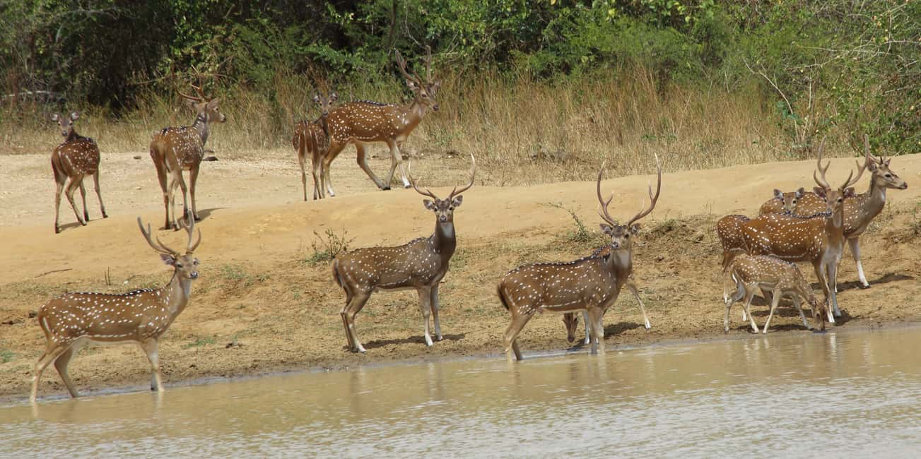 image n.5 of From Ella: All Inclusive Udawalawe National Park Safari activity in Eastern Province, Sri Lanka, uploaded by supplier