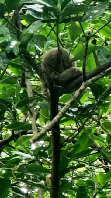 image n.5 of Caroni: Bird Sanctuary Wildlife Swamp Tour activity in San Juan-Laventille, uploaded by supplier