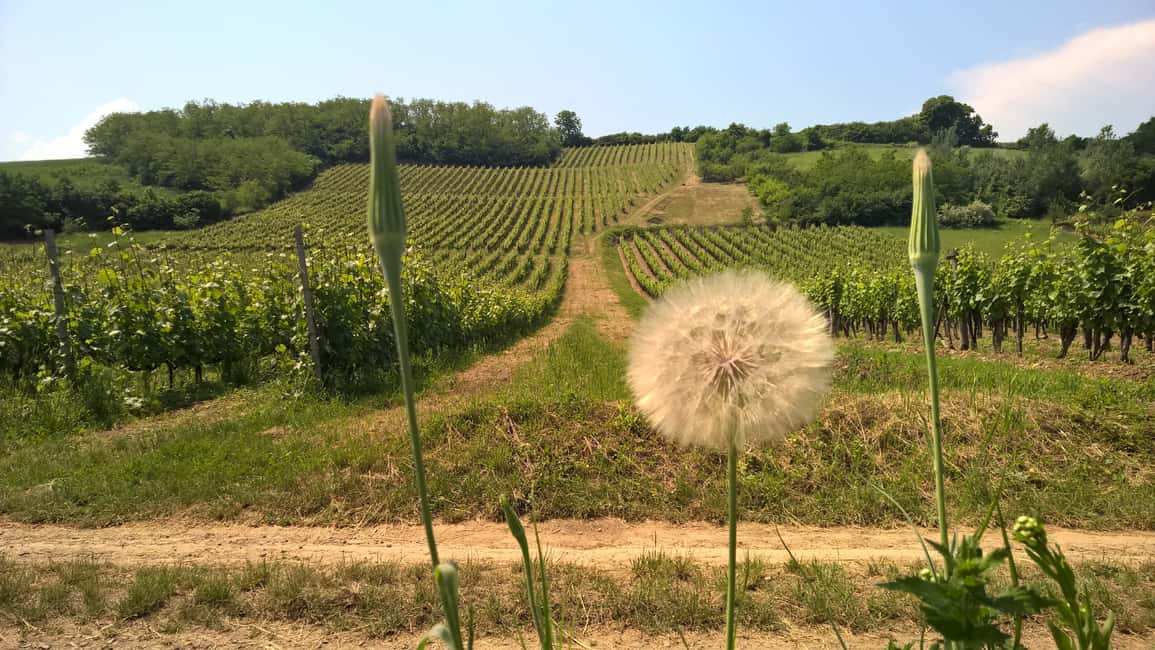 image n.9 of Tokaj: Vineyard Tour & Tasting activity in Tokaj, uploaded by supplier