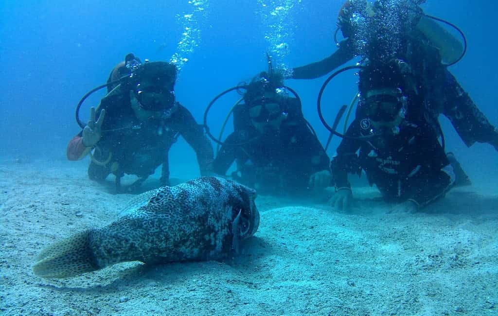 image n.7 of Koh Chang: Discover Scuba Diving for Beginners with 2 Dives activity in Trat Province, uploaded by supplier