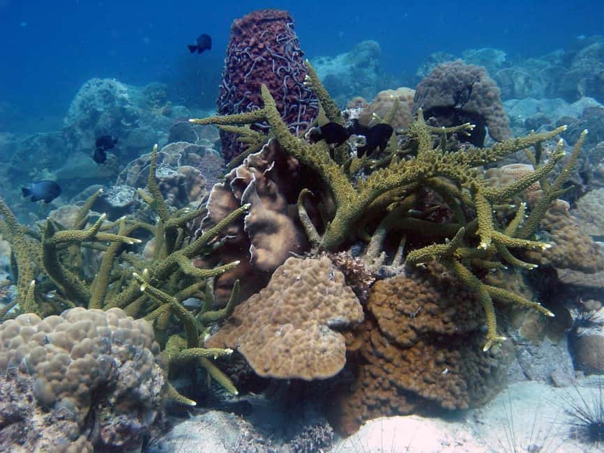 image n.8 of Koh Chang: Discover Scuba Diving for Beginners with 2 Dives activity in Trat Province, uploaded by supplier