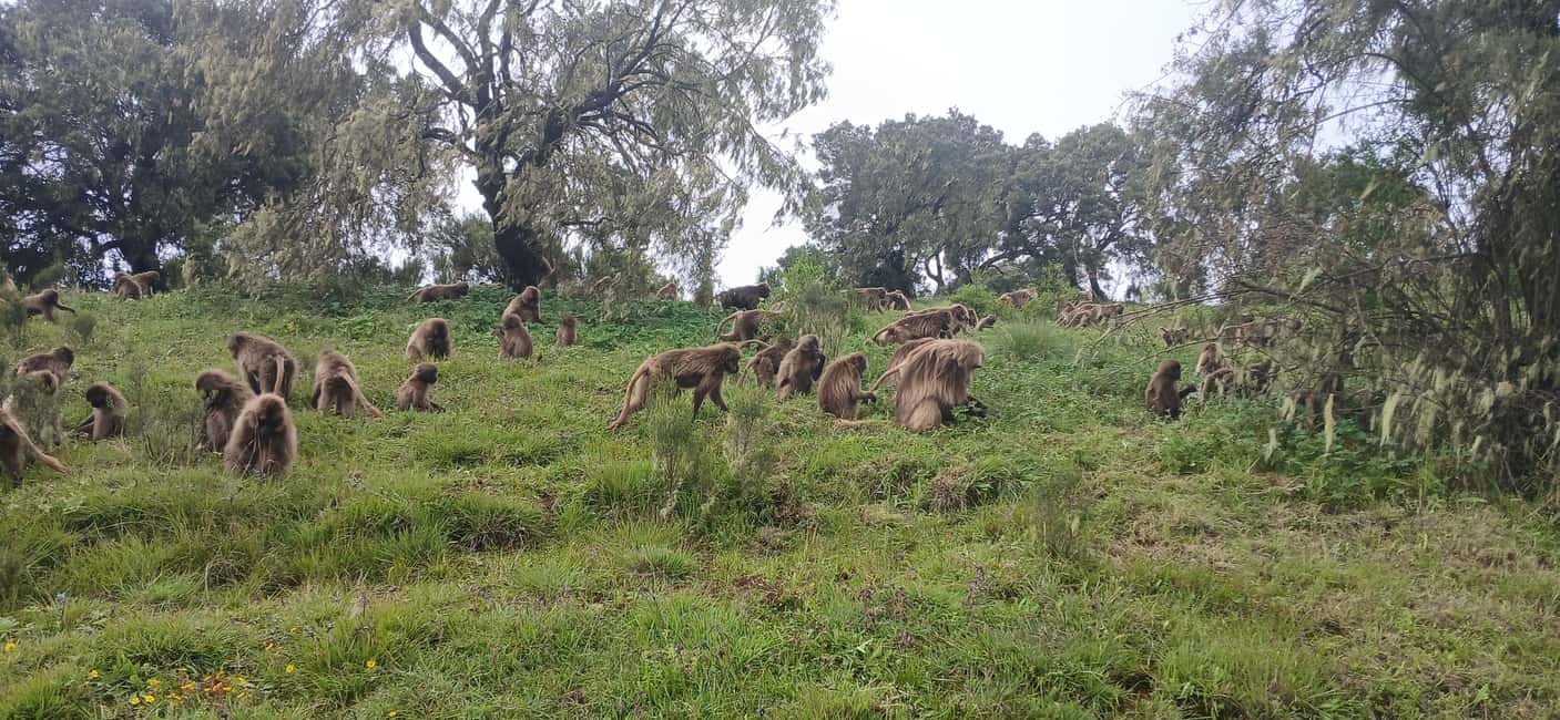 image n.30 of From Gondar: 2-Day Simien Mountains Trekking Tour activity in Gondar, uploaded by supplier