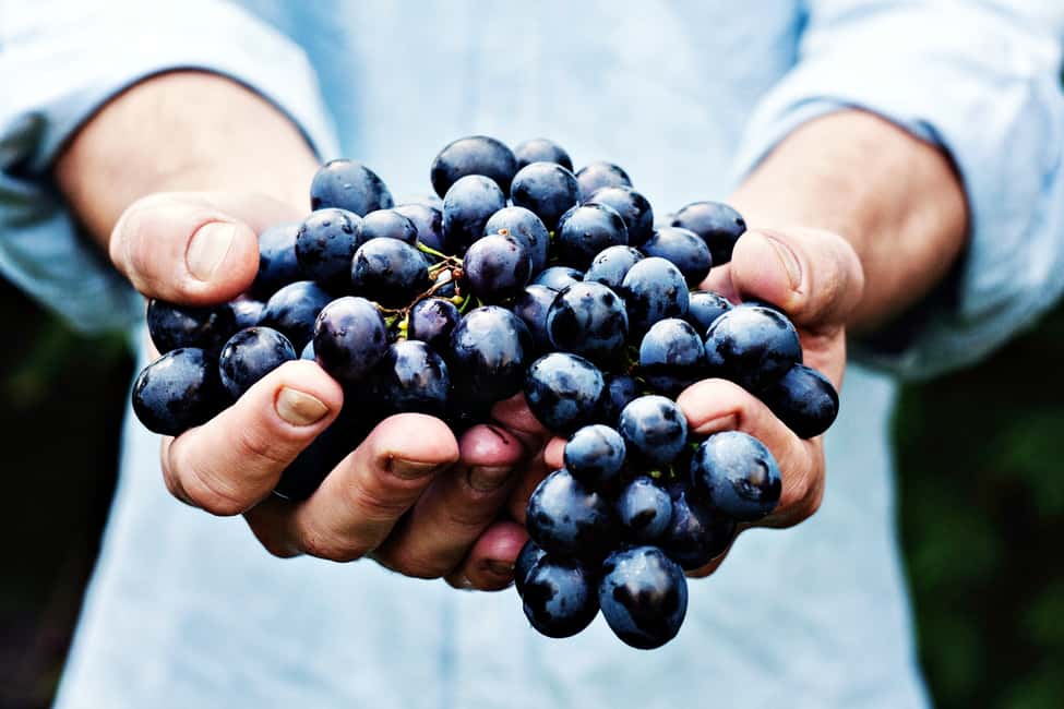 billede nr.7 af aktiviteten Niagara ved søen: Vin- og charcuteri-tur med smagsprøver i Niagara-on-the-Lake, uploadet af udbyder