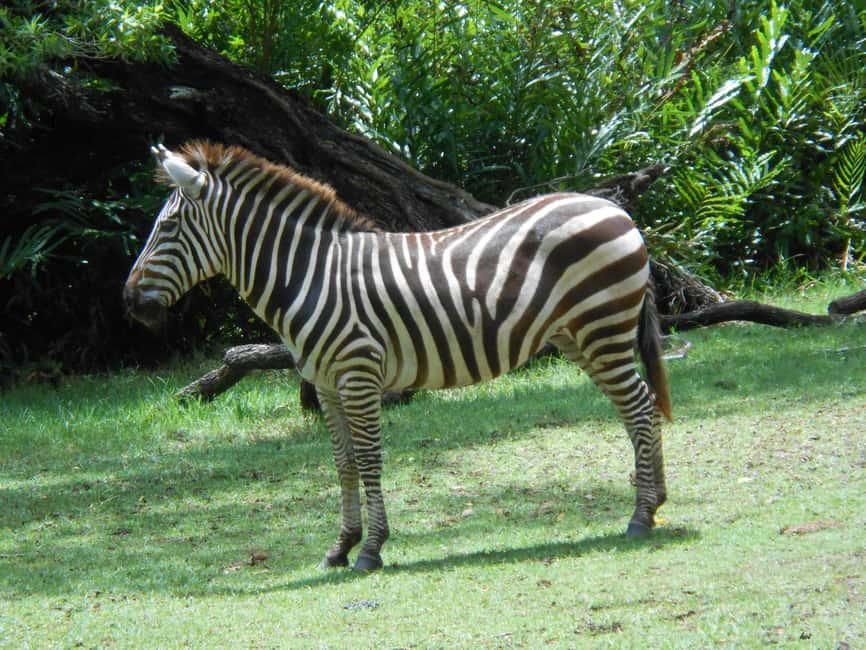 image n.28 of Mombasa: Private City Tour with Fort Jesus & Haller Park activity in Mombasa, uploaded by supplier