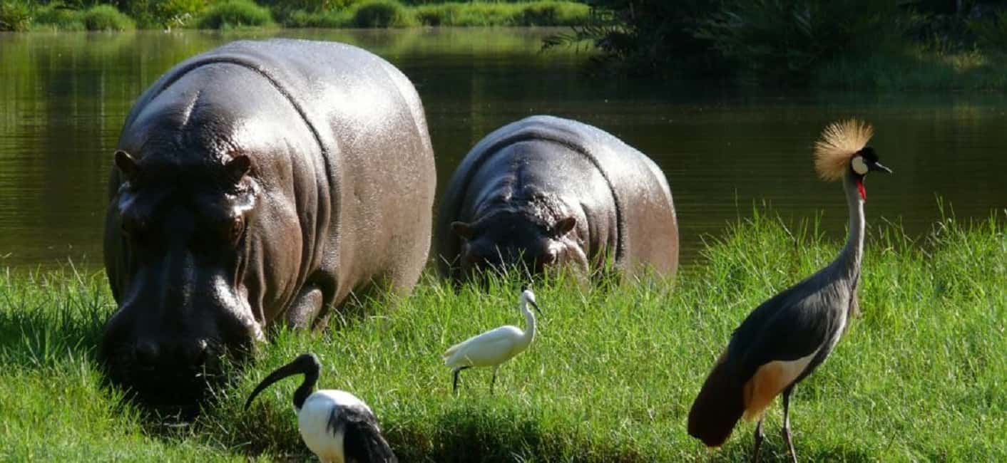image n.33 of Mombasa: Private City Tour with Fort Jesus & Haller Park activity in Mombasa, uploaded by supplier