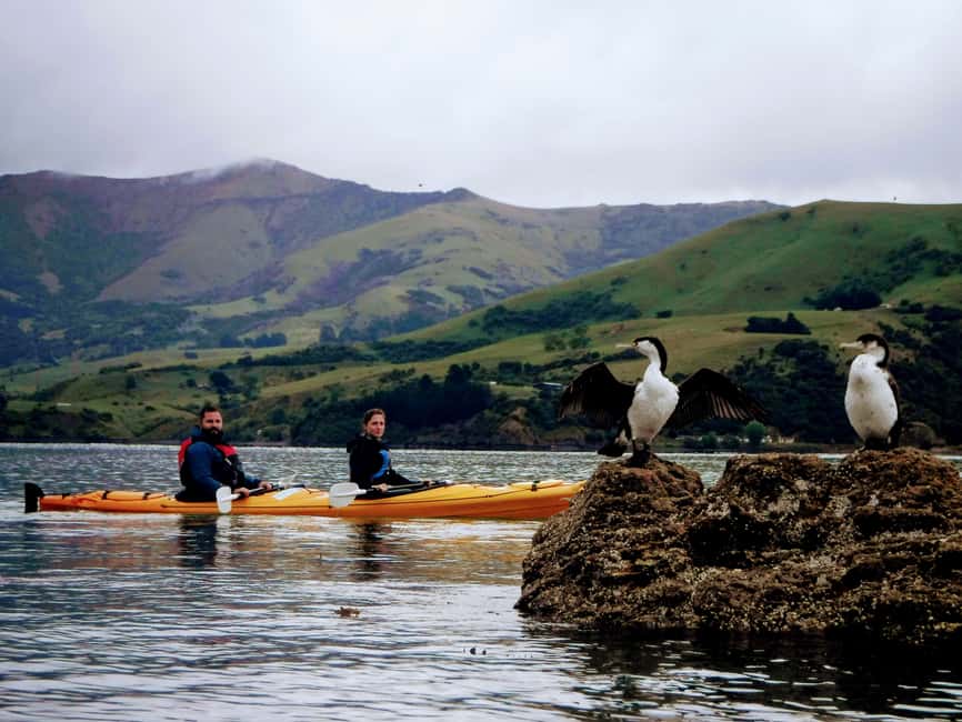 image n.4 of Akaroa: Akaroa Marine Reserve Sea Kayaking Tour activity in South Island, uploaded by supplier