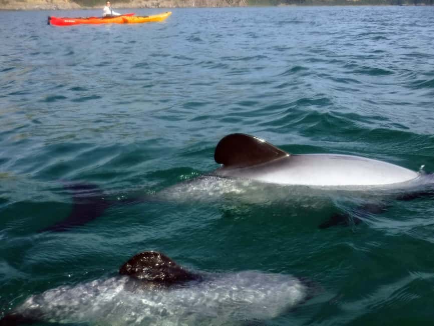 image n.3 of Akaroa: Akaroa Marine Reserve Sea Kayaking Tour activity in South Island, uploaded by supplier