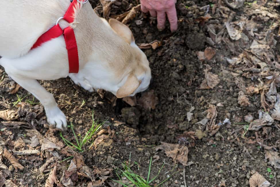image n.2 of Alba: Truffle Hunting with Cheese, Truffle, & Wine Tastings activity in Monforte d'Alba, uploaded by supplier