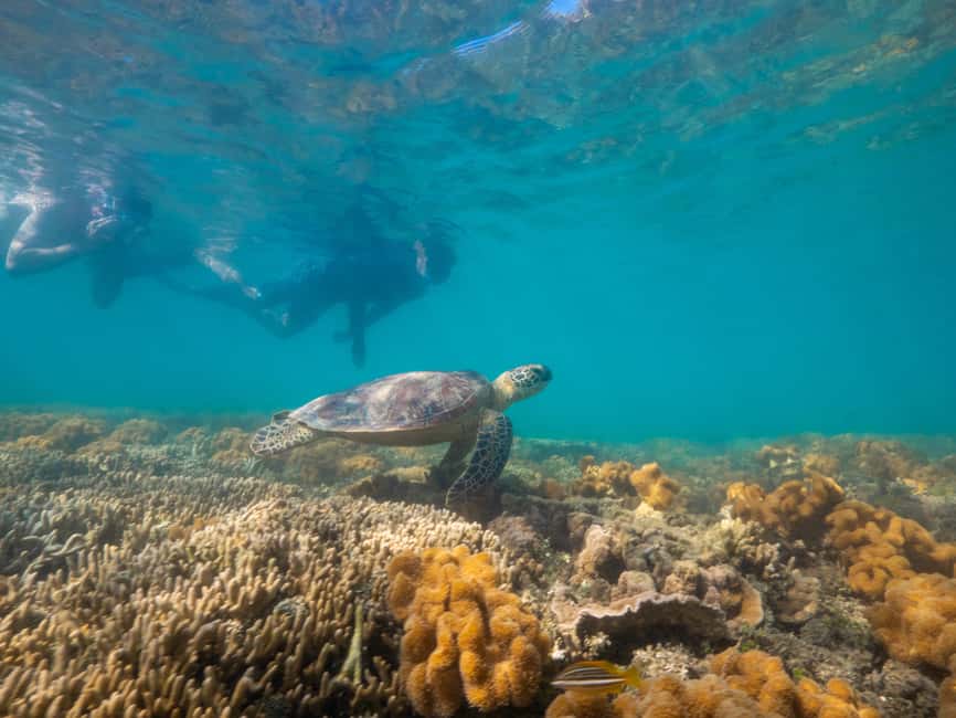 image n.10 of Port Douglas: Low Isles Glass Bottom Boat & Snorkeling Tour activity in Queensland, uploaded by supplier