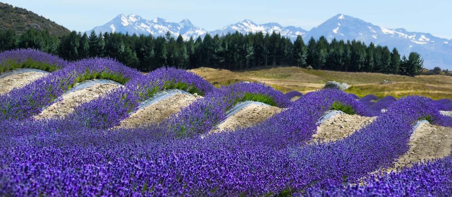 image n.8 of Mount Cook & Lake Tekapo Day Tour from Christchurch activity in South Island, uploaded by supplier