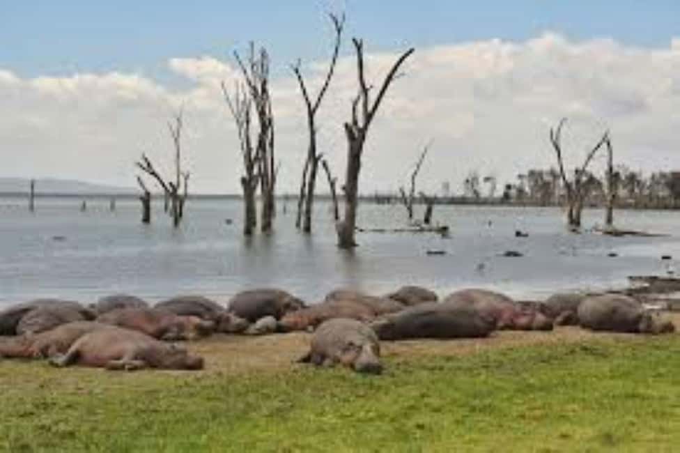 image n.16 of From Nairobi:Full Day Tour to Hell’s Gate National Park activity in Nakuru, uploaded by supplier