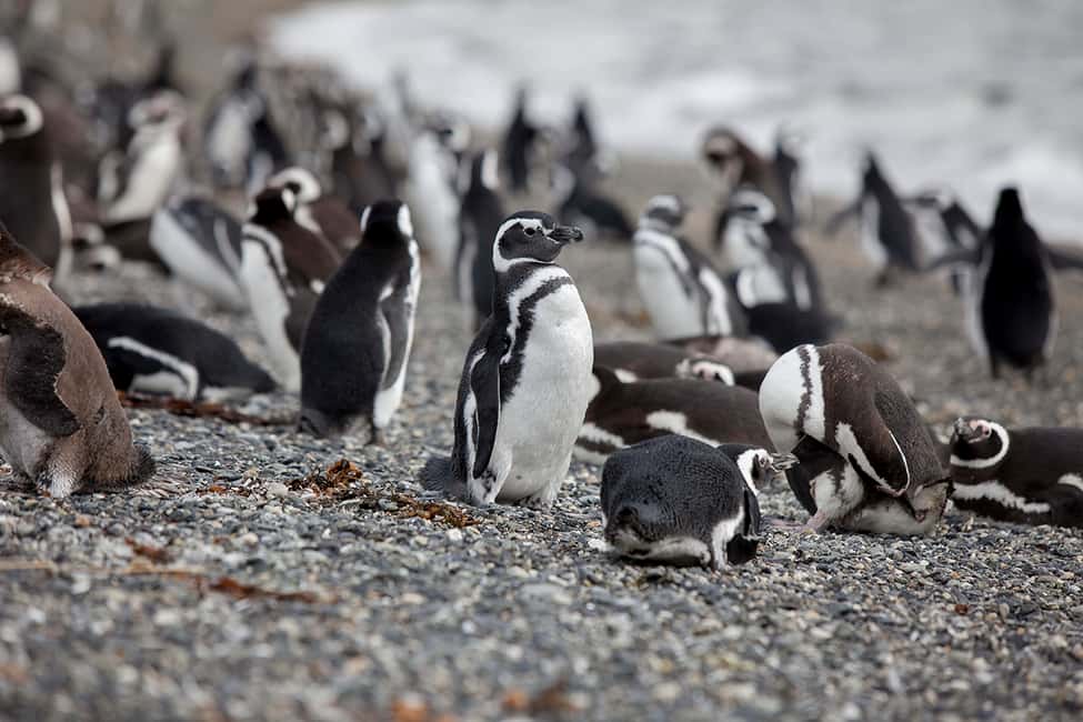 imagem n.9 de Ushuaia: Passeio de barco pelo Canal de Beagle e experiência com pinguins atividade em Terra do Fogo, carregada pelo fornecedor