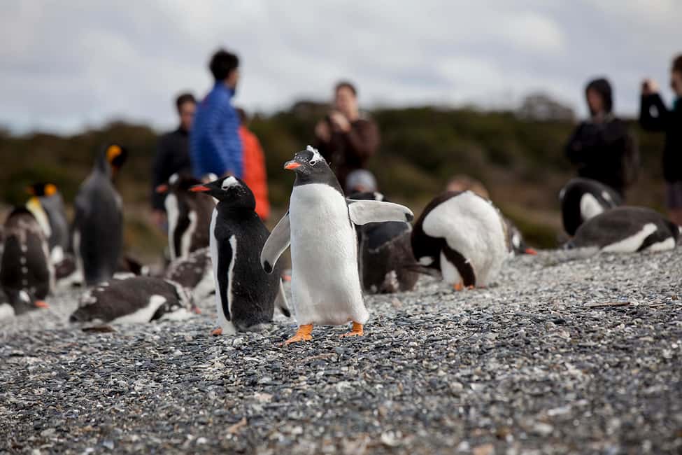 imagem n.5 de Ushuaia: Passeio de barco pelo Canal de Beagle e experiência com pinguins atividade em Terra do Fogo, carregada pelo fornecedor
