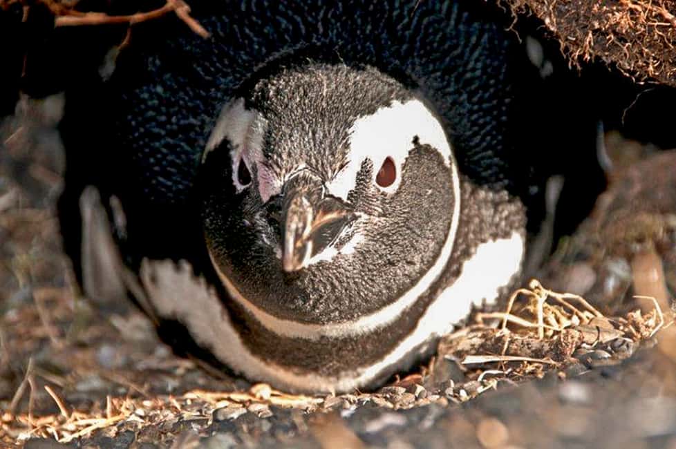 imagem n.11 de Ushuaia: Passeio de barco pelo Canal de Beagle e experiência com pinguins atividade em Terra do Fogo, carregada pelo fornecedor