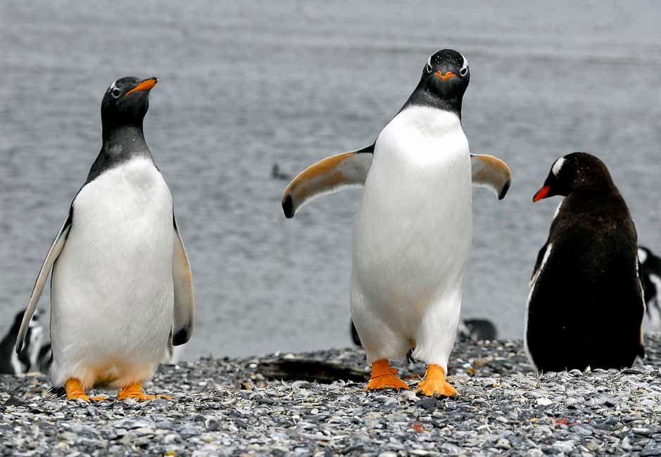 imagem n.12 de Ushuaia: Passeio de barco pelo Canal de Beagle e experiência com pinguins atividade em Terra do Fogo, carregada pelo fornecedor