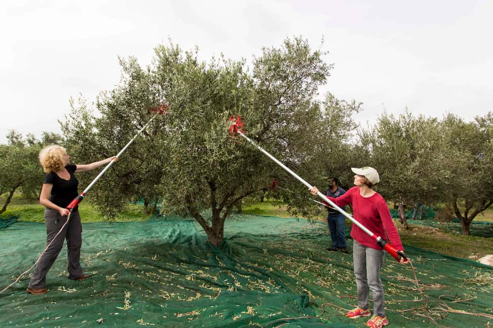 image n.14 of Rethymno: Olive Oil Tasting with Cretan Food Pairing activity in Crete, uploaded by supplier