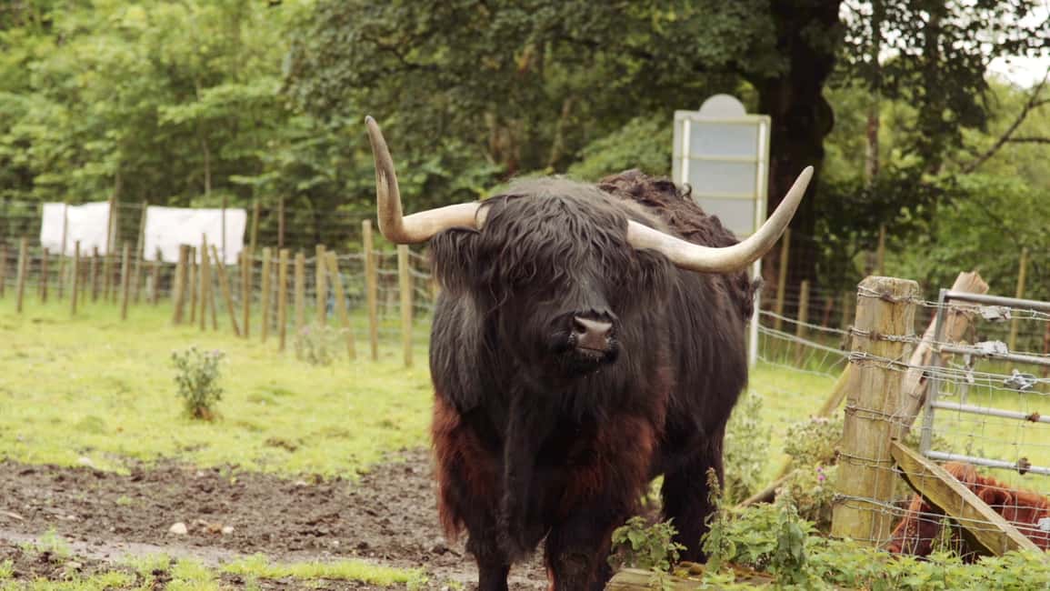 image n.20 of From Edinburgh: Loch Ness and Highlands Tour in Spanish activity in Scottish Highlands, uploaded by supplier
