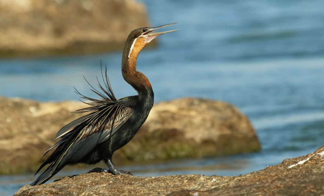 image n.8 of From Kasane: Chobe River Sunset Cruise activity in North-West District, uploaded by supplier