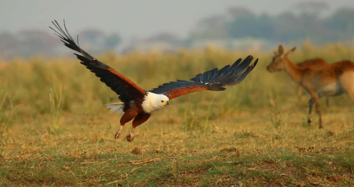 image n.6 of From Kasane: Chobe River Sunset Cruise activity in North-West District, uploaded by supplier