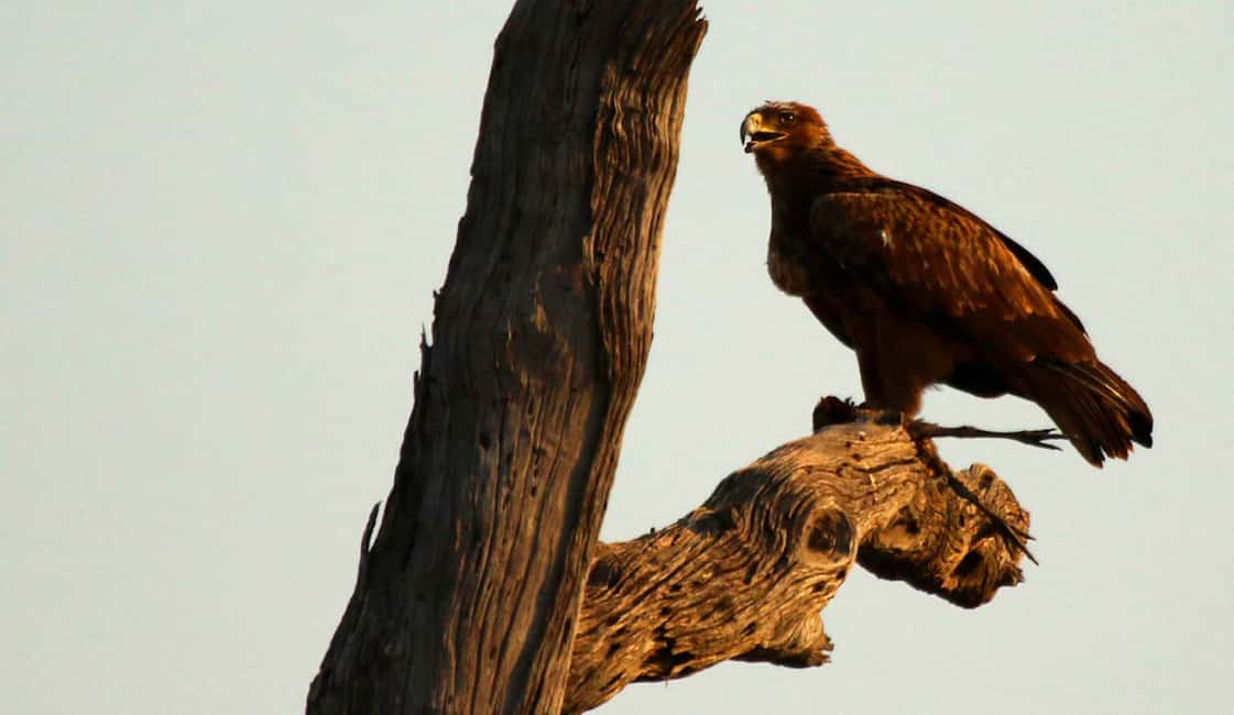image n.7 of From Kasane: Chobe River Sunset Cruise activity in North-West District, uploaded by supplier