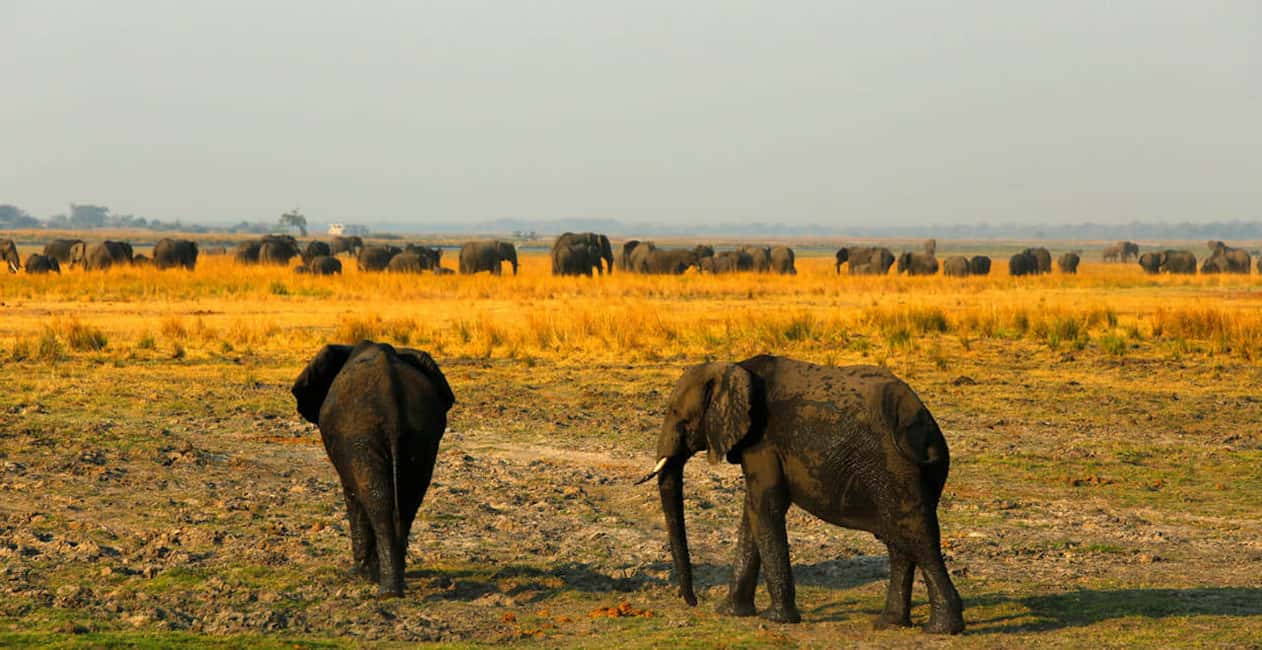 image n.9 of From Kasane: Chobe River Sunset Cruise activity in North-West District, uploaded by supplier