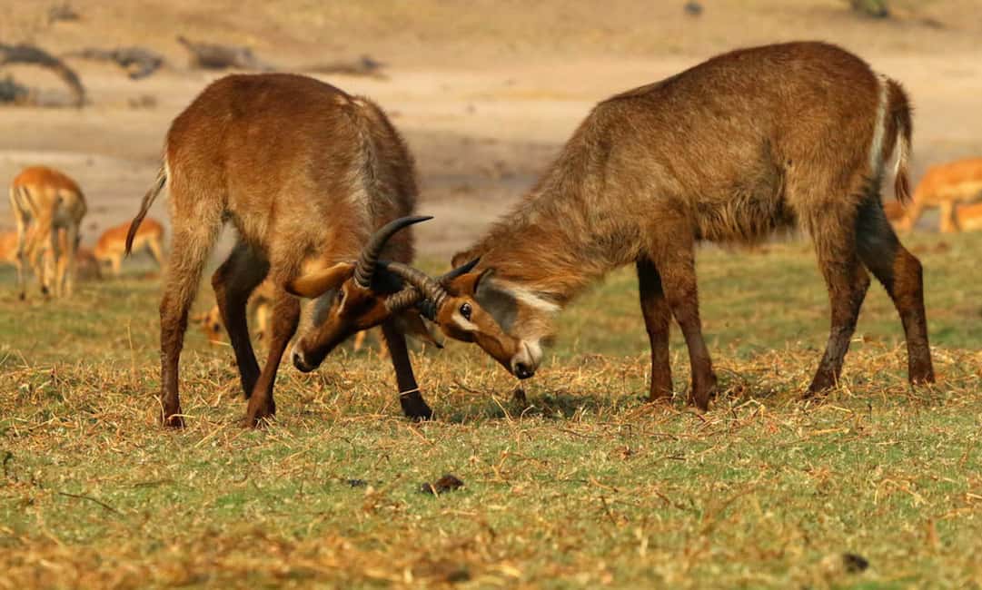 image n.11 of From Kasane: Chobe River Sunset Cruise activity in North-West District, uploaded by supplier