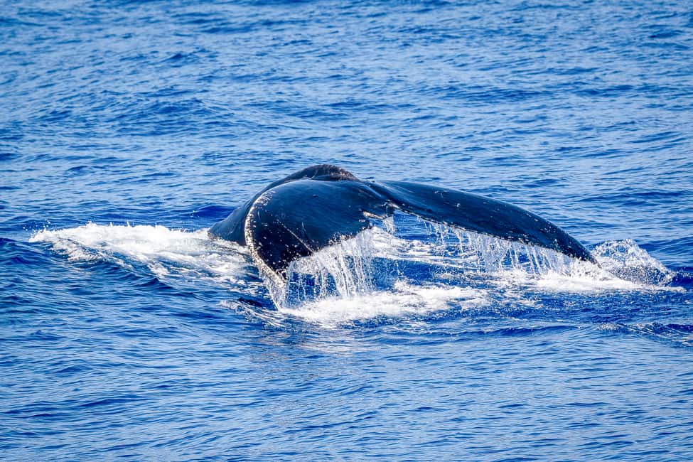 image n.4 of South Maui: Whale Watch Kayaking and Snorkel Tour in Kihei activity in Kihei, uploaded by supplier