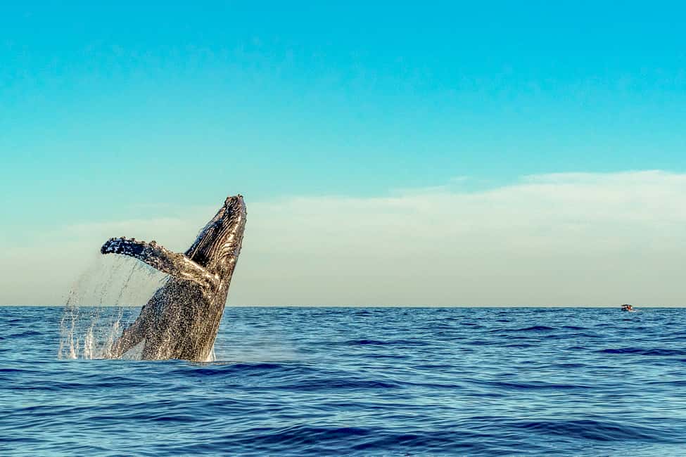 image n.3 of Kailua-Kona: Whale Watching Cruise on the Big Island activity in Kailua-Kona, uploaded by supplier