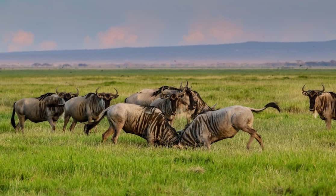 Image N°3 de Depuis Nairobi : Excursion d'une journée au parc national d'Amboseli activité à Province centrale du Kenya, publiée par le prestataire