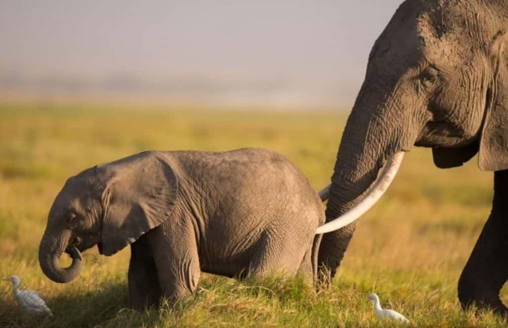 Image N°7 de Depuis Nairobi : Excursion d'une journée au parc national d'Amboseli activité à Province centrale du Kenya, publiée par le prestataire